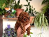 Kore Kg Gqrantili Teacup Poodle