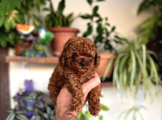 Kore Kg Gqrantili Teacup Poodle görsel