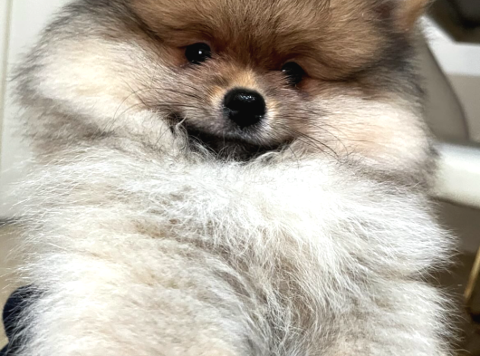 Pomeranian Boo Teddy Bear Ayı Surat Yavrularımız görsel