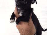 A kalite kurabiye chihuahua yavrularım