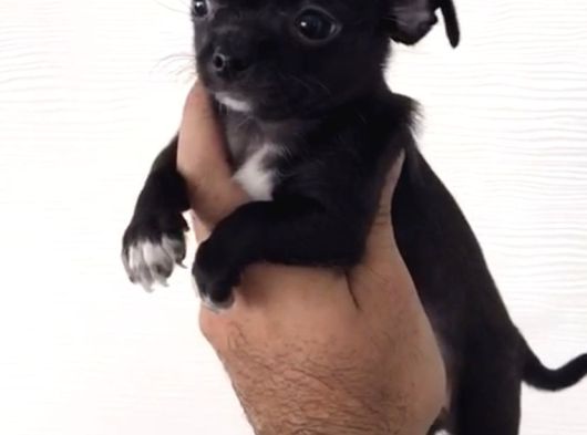 A Kalite Kurabiye Chihuahua Yavrularım