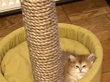 British Longhair Golden Chaded Ny11