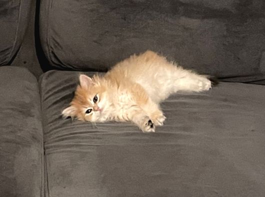 British Longhair Golden Chaded Ny11 görsel