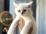 Show Kali̇te Bri̇ti̇sh Yavrular Pet Studio Ayricaliğiyla