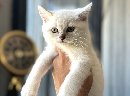 Show Kali̇te Bri̇ti̇sh Yavrular Pet Studio Ayricaliğiyla görsel