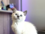 Show Kali̇te Bri̇ti̇sh Yavrular Pet Studio Ayricaliğiyla