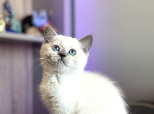 Show Kali̇te Bri̇ti̇sh Yavrular Pet Studio Ayricaliğiyla görsel