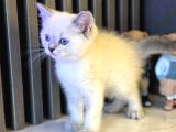 Show Kali̇te Bri̇ti̇sh Yavrular Pet Studio Ayricaliğiyla