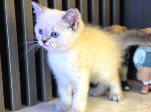 Show Kali̇te Bri̇ti̇sh Yavrular Pet Studio Ayricaliğiyla görsel