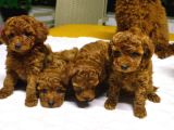 GERÇEK KORE TOY POODLE YAVRULARI ANKARA