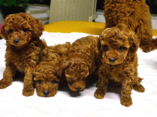 Gerçek Kore Toy Poodle Yavrulari Ankara