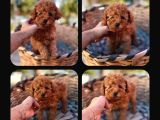 Gerçek Kore Toy Poodle Yavrulari Ankara