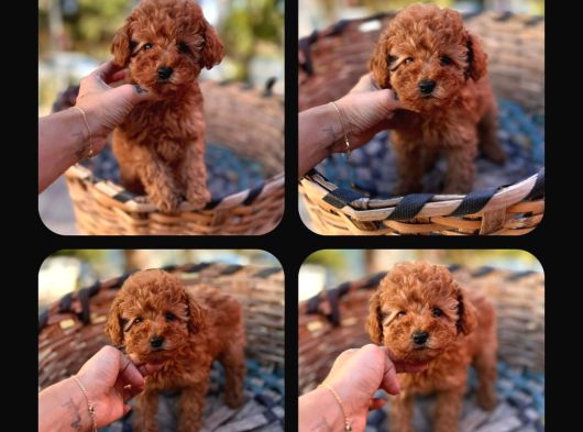 Gerçek Kore Toy Poodle Yavrulari Ankara görsel