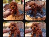 Gerçek Kore Toy Poodle Yavrulari Ankara