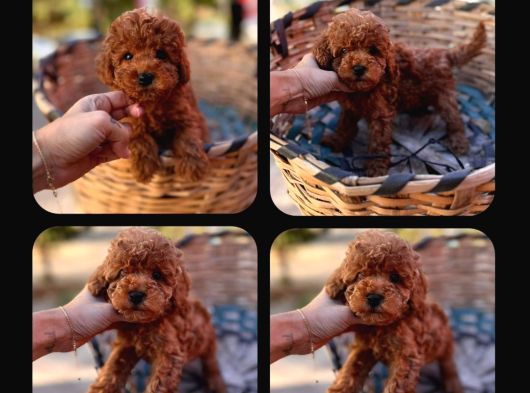 Gerçek Kore Toy Poodle Yavrulari Ankara görsel