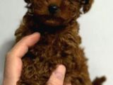 Gerçek Kore Toy Poodle Yavrulari Ankara