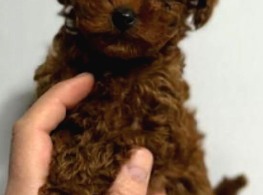 Gerçek Kore Toy Poodle Yavrulari Ankara görsel