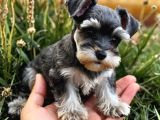 SCHNAUZER YAVRULARI İSTANBUL