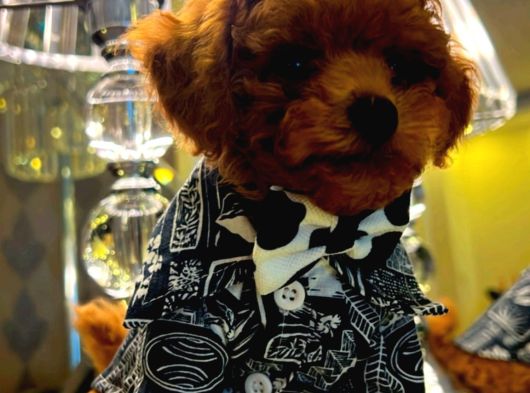 Orjınal Toy Poodle Çocuklar görsel