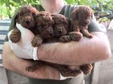 A kalite poodle