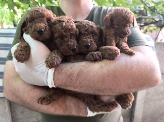 A Kalite Poodle