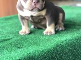 Exotic Bully Yavruları Mevcut