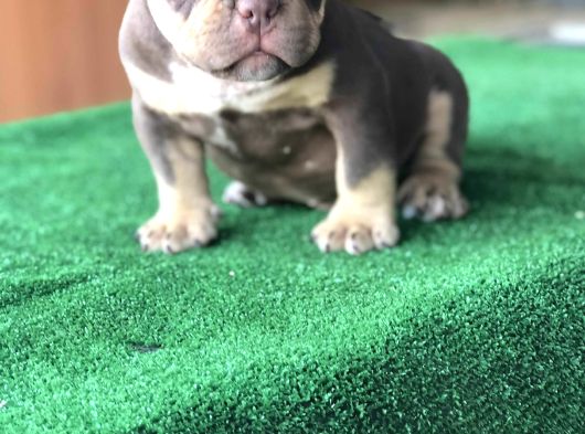 Exotic Bully Yavruları Mevcut görsel