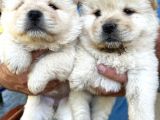 Irk Ve Sağlık Garantili Mor Dilli Chow Chow Bebekler