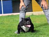 Exotic Bully Yavruları Mevcut