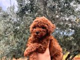 Kore Kg Gqrantili Teacup Poodle