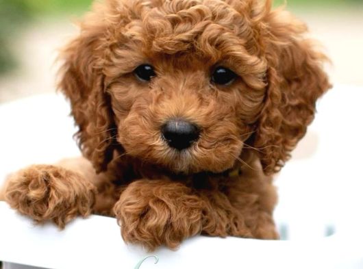MİNİ MALTİPOO BEBEKLER