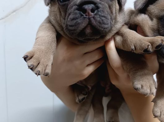 Egzoyic Fawn Bebekler görsel