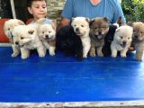 Irk Ve Sağlık Garantili Mor Dilli Chow Chow Bebekler