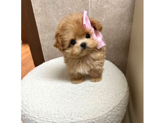 MINI BOY MALTİPOO BEBEKLER