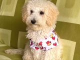 4 Aylik Di̇şi̇ Malti̇poo