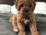 Mi̇ni̇ Malti̇poo Bebekler