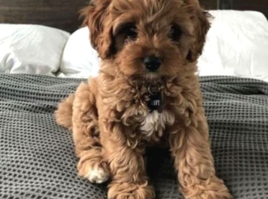 Mi̇ni̇ Malti̇poo Bebekler görsel