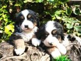 bernese dağ köpeği bebekler