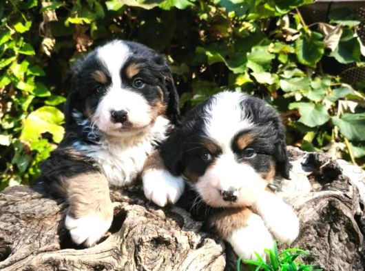 Bernese Dağ Köpeği Bebekler