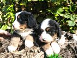 Bernese Dağ Köpeği Bebekler