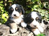 Bernese Dağ Köpeği Bebekler