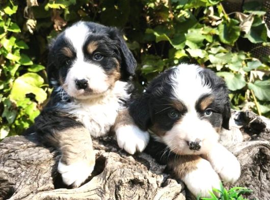 Bernese Dağ Köpeği Bebekler görsel