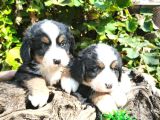 Bernese Dağ Köpeği Bebekler