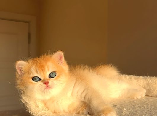 Yarışma Standartlarında British Shorthair görsel