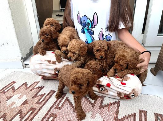 Toy Poodle Çi̇kolatalarim görsel