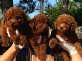 Toy Poodle Orcınal Bebekler