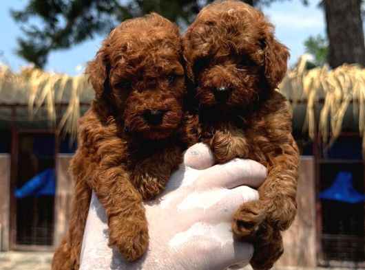 Toy Poodle Orcınal Bebekler görsel
