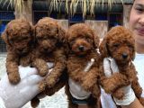 Toy Poodle Orcınal Bebekler
