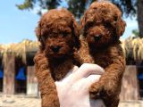 Toy poodle orcınal bebekler