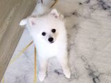 5 Aylık Dişi Pomeranian Boo